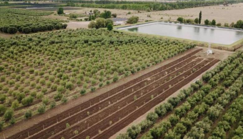 Cómo es el proyecto de una olivícola de Mendoza que apuesta por la economía circular