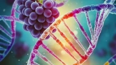 Hallazgo histórico: investigadores mendocinos descubren por primera vez el genoma completo del Malbec